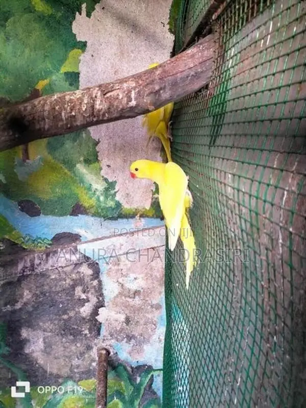 Yellow Ring Neck