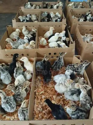 Turkey Chicks