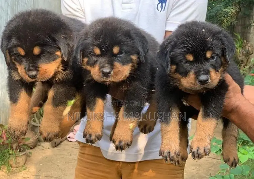 Rottweiler Puppies