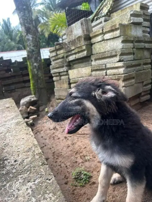 lion sharpata long cord femell satha