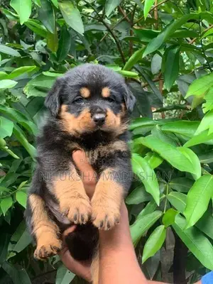 Rottweiler Puppies