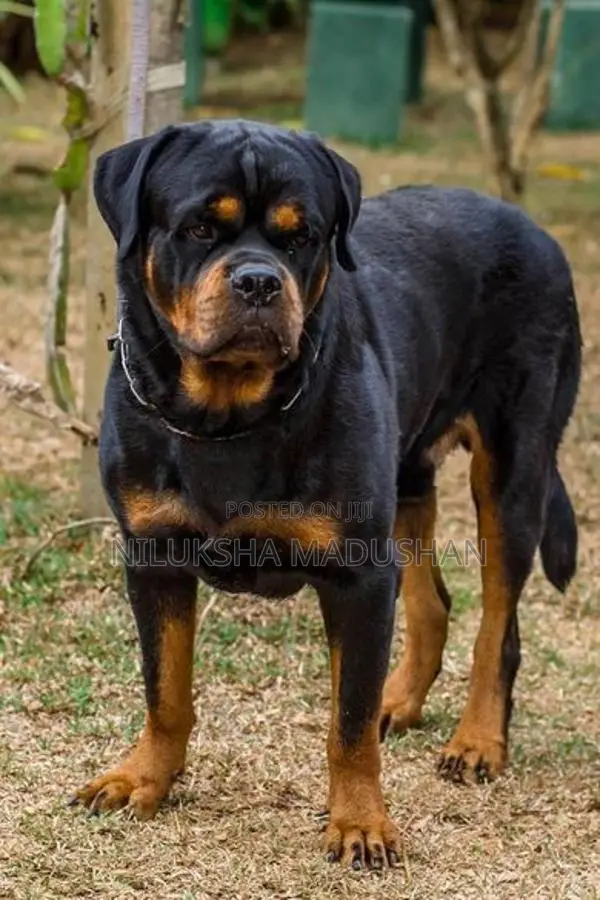 Rottweiler Puppies