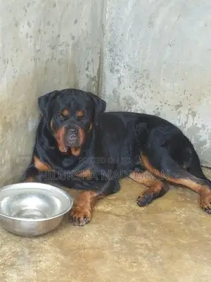 Rottweiler Puppies