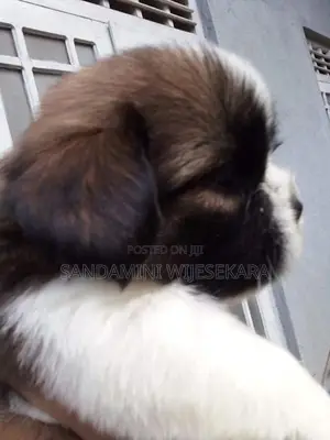 Shihtzu Puppies