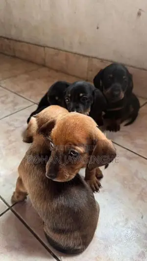Dachshund Puppies