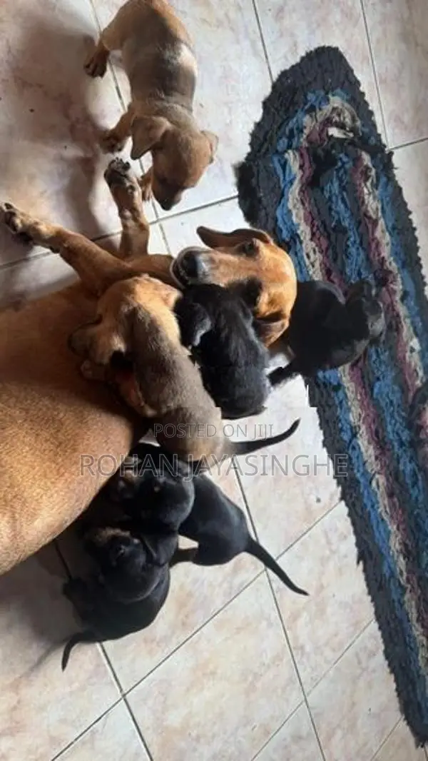 Dachshund Puppies