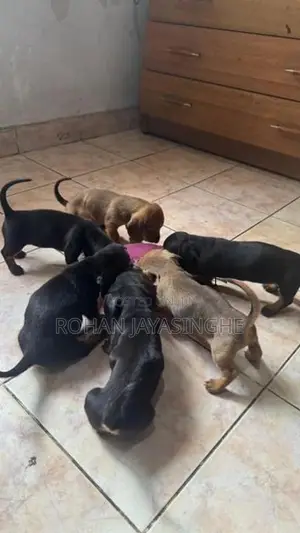 Dachshund Puppies