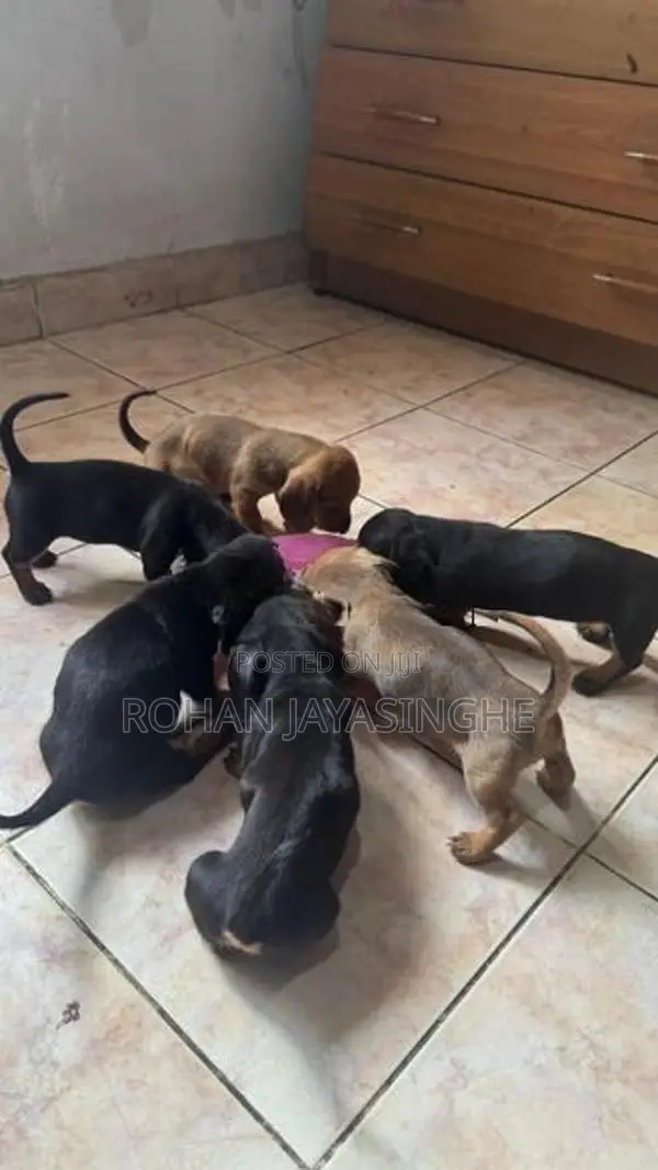 Dachshund Puppies