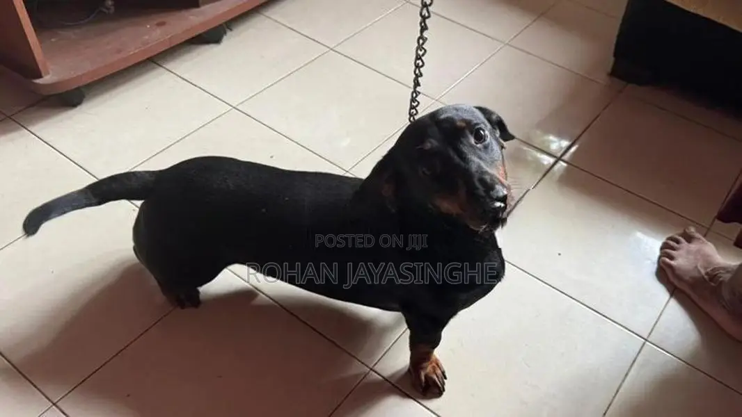 Dachshund Puppies
