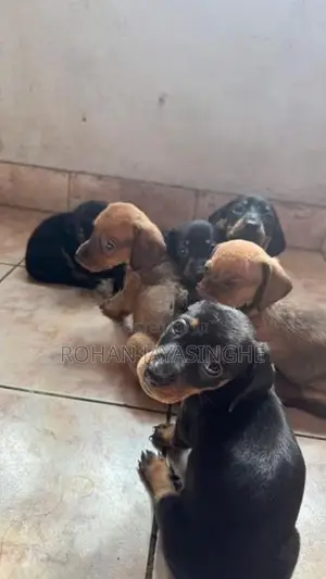 Dachshund Puppies