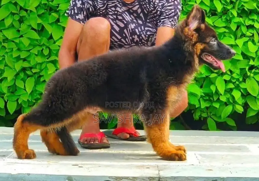 German shepherd long coat puppies