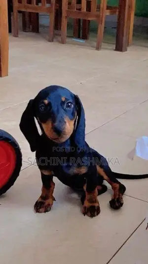 Dachshund Puppy