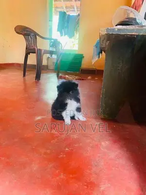 Pomeranian Puppies