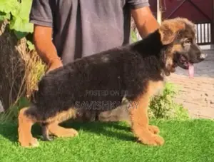 German shepherd long coat puppies