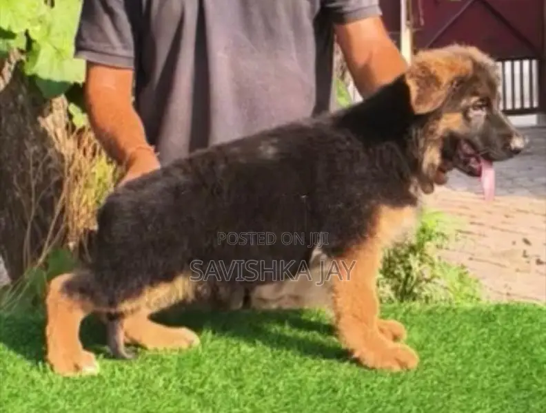 German shepherd long coat puppies
