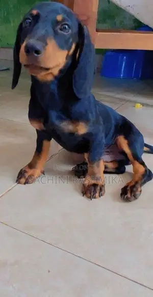 Dachshund Puppy