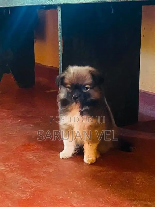 Pomeranian Puppies