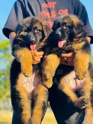 German shepherd long coat puppies