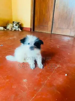 Pomeranian Puppies