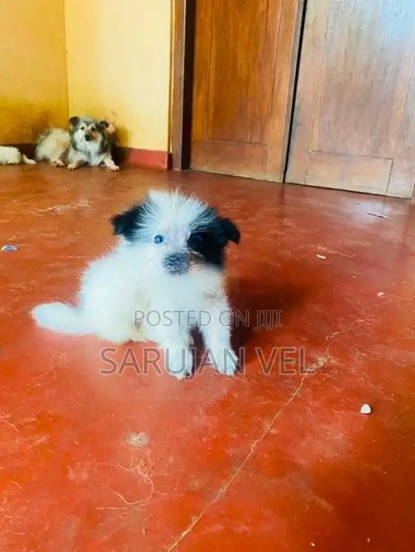 Pomeranian Puppies