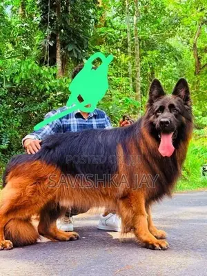 German shepherd long coat puppies