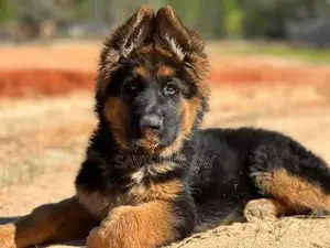 German shepherd long coat puppies