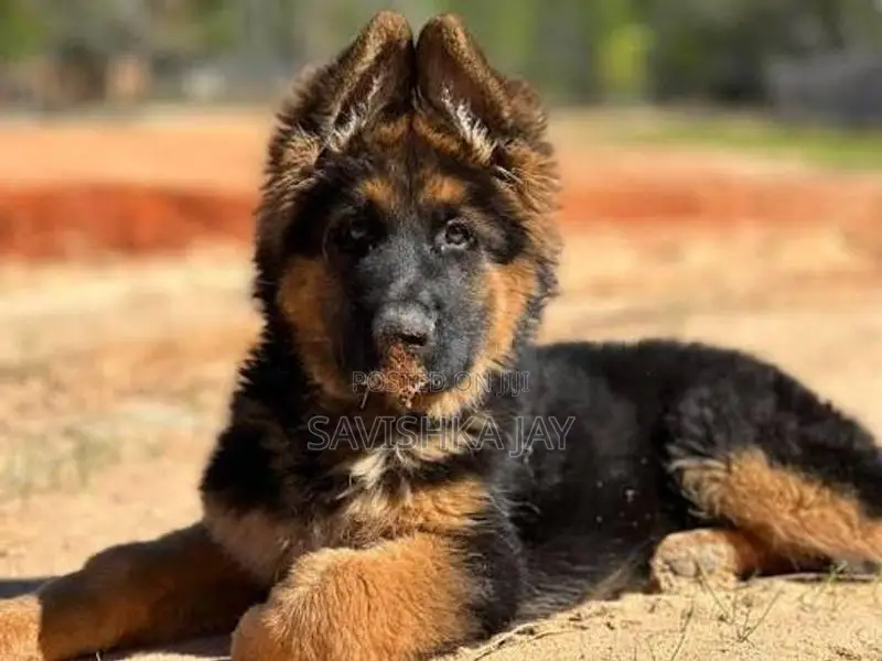 German shepherd long coat puppies
