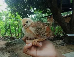 ගම් කිකිලි පැටවුන්