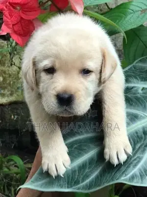 Labrador Puppy