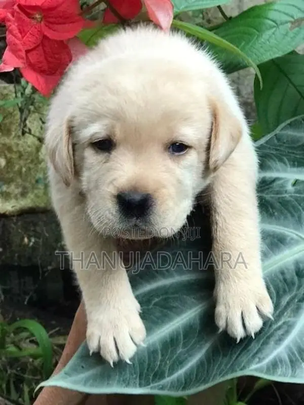 Labrador Puppy