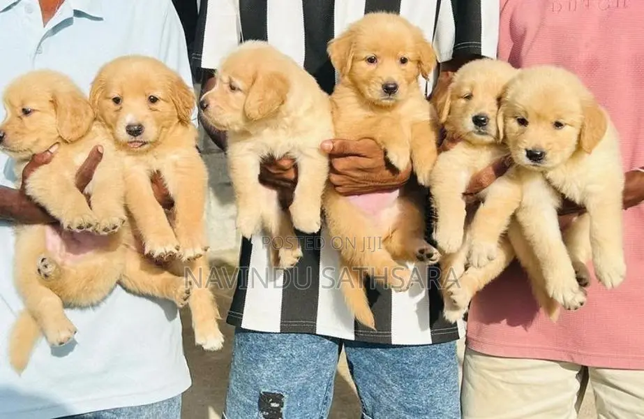Golden Retriever Puppies
