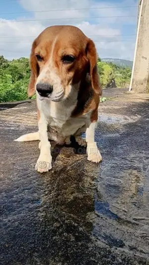 Beagle Puppy