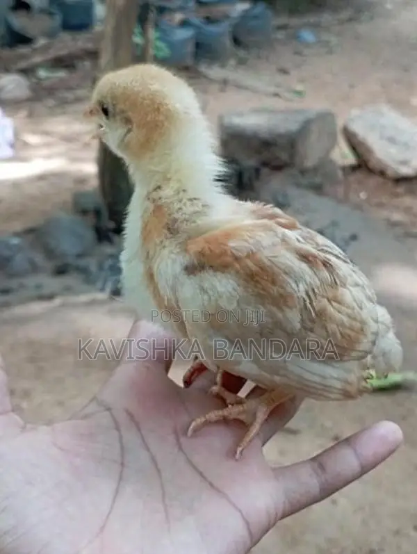 ගම් කිකිලි පැටවුන්