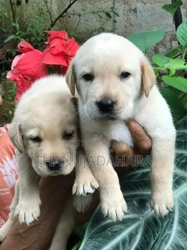 Labrador Puppy