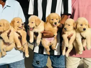 Golden Retriever Puppies