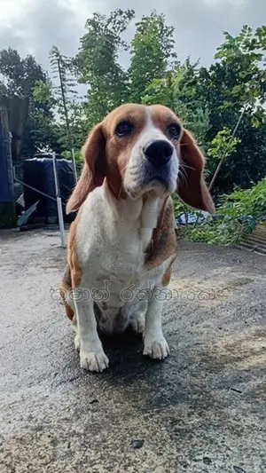 Beagle Puppy