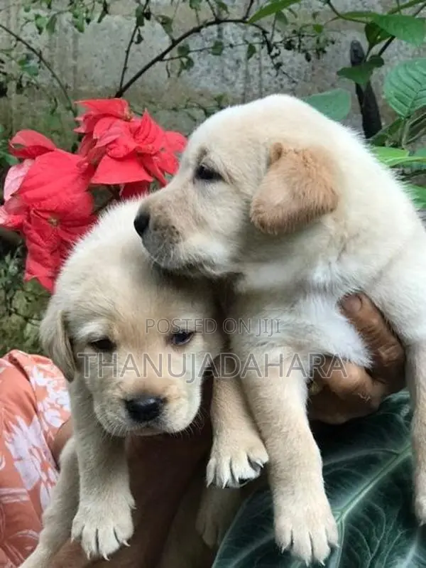 Labrador Puppy