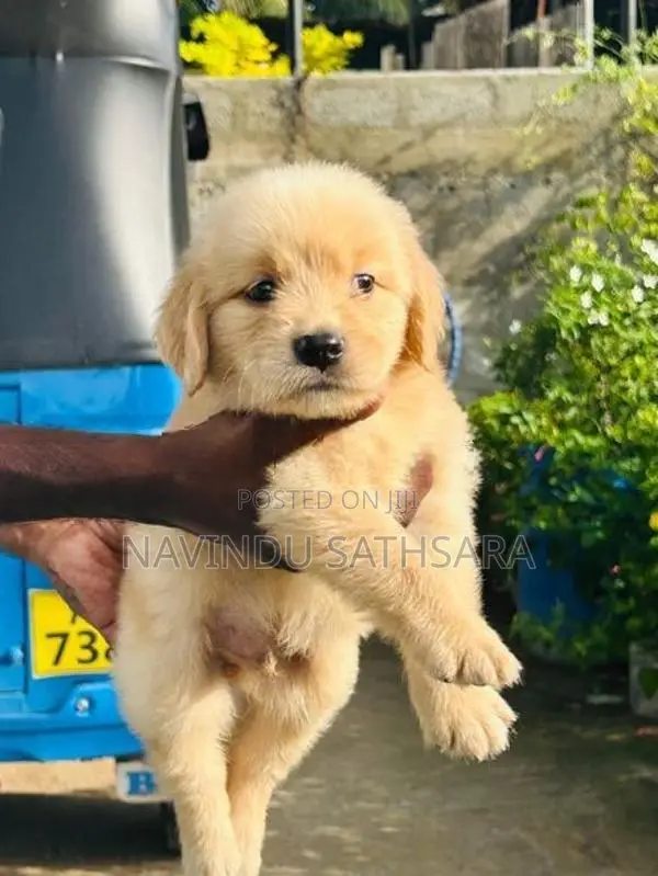 Golden Retriever Puppies