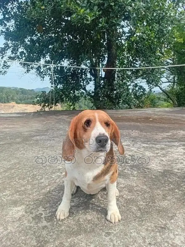 Beagle Puppy