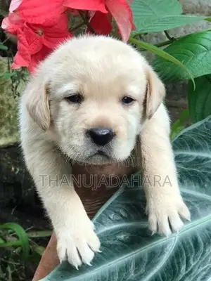 Labrador Puppy