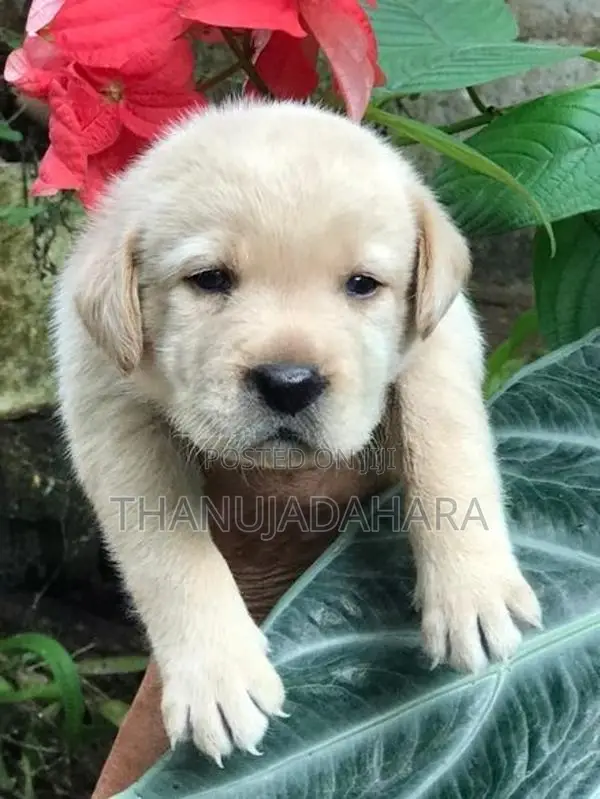 Labrador Puppy