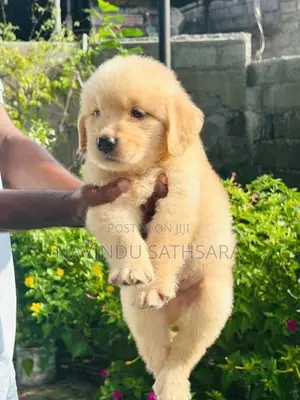 Golden Retriever Puppies
