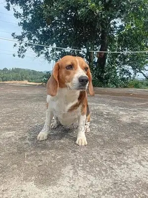 Beagle Puppy