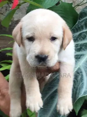 Labrador Puppy