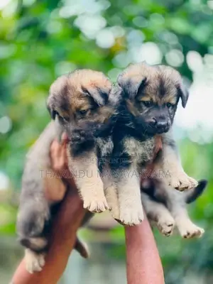 German Shepherd Dog