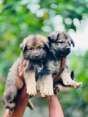 German Shepherd Dog