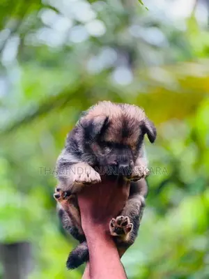German Shepherd Dog