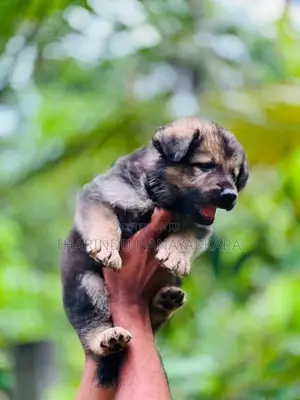 German Shepherd Dog