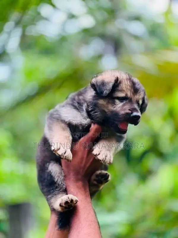 German Shepherd Dog