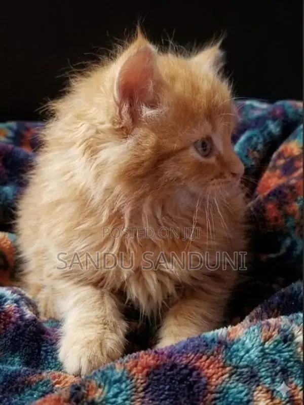 Persian cat